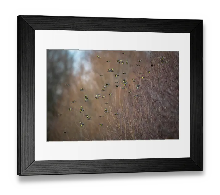 Framed Print : European goldfinch (Carduelis carduelis) flock perched in bush, Lower Silesia, Poland. February Framed Print : European goldfinch (Carduelis carduelis) flock perched in bush, Lower Silesia, Poland. February
