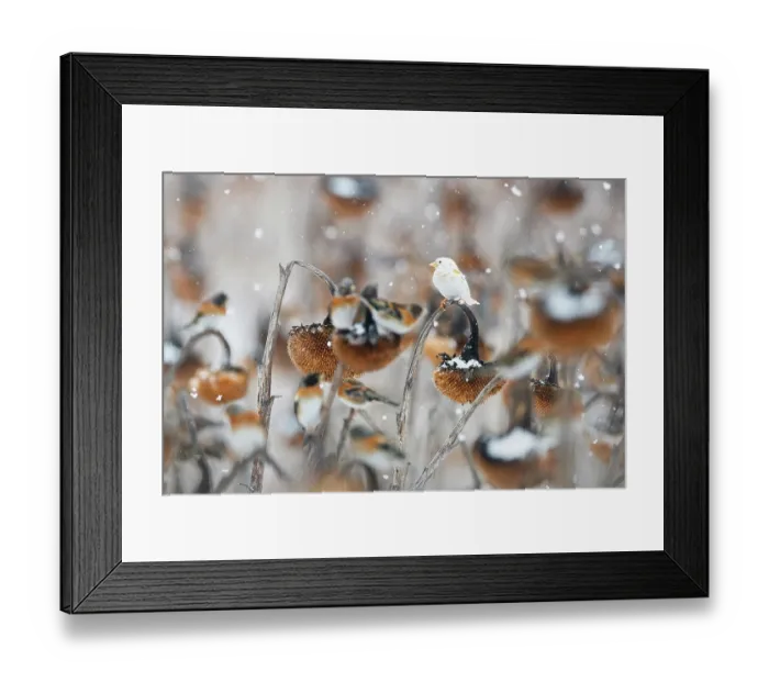 Framed Print : European goldfinches (Carduelis carduelis) one leucistic, perched on Sunflower (Helianthus annuus) seedheads in falling snow, Lower Silesia, Poland. February Framed Print : European goldfinches (Carduelis carduelis) one leucistic, perched on Sunflower (Helianthus annuus) seedheads in falling snow, Lower Silesia, Poland. February