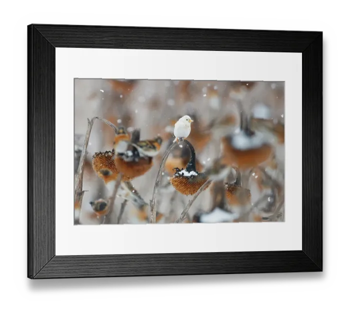 Framed Print : European goldfinch (Carduelis carduelis) leucistic, perched on Sunflower (Helianthus annuus) seedhead in falling snow, Lower Silesia, Poland. February Framed Print : European goldfinch (Carduelis carduelis) leucistic, perched on Sunflower (Helianthus annuus) seedhead in falling snow, Lower Silesia, Poland. February