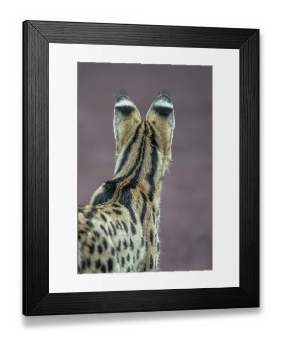 Framed Print : Serval (Leptailurus serval) male, portrait, Ngorongoro Crater, Tanzania Framed Print : Serval (Leptailurus serval) male, portrait, Ngorongoro Crater, Tanzania