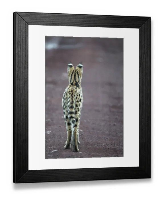Framed Print : Serval (Leptailurus serval) male, standing on dirt road, Ngorongoro Crater, Tanzania Framed Print : Serval (Leptailurus serval) male, standing on dirt road, Ngorongoro Crater, Tanzania