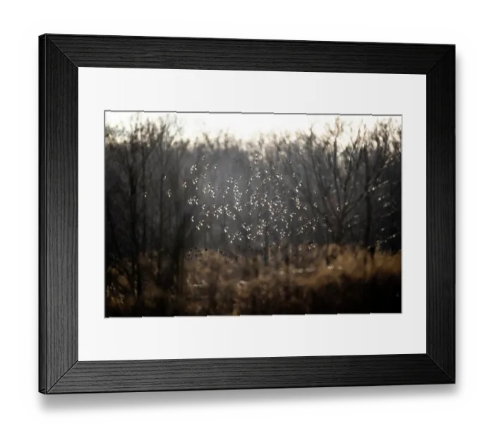 Framed Print : European goldfinch (Carduelis carduelis) flock in flight, Lower Silesia, Poland. February Framed Print : European goldfinch (Carduelis carduelis) flock in flight, Lower Silesia, Poland. February