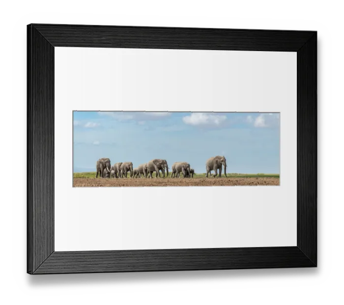 Framed Print : African elephant (Loxodonta africana) cows and calves herd, walking over grassland, Amboseli National Park, Kenya. Endangered Framed Print : African elephant (Loxodonta africana) cows and calves herd, walking over grassland, Amboseli National Park, Kenya. Endangered