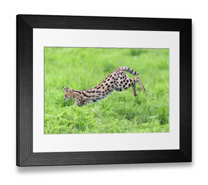 Framed Print : Serval (Leptailurus serval) pouncing on prey, Ngorongoro Crater, Tanzania Framed Print : Serval (Leptailurus serval) pouncing on prey, Ngorongoro Crater, Tanzania