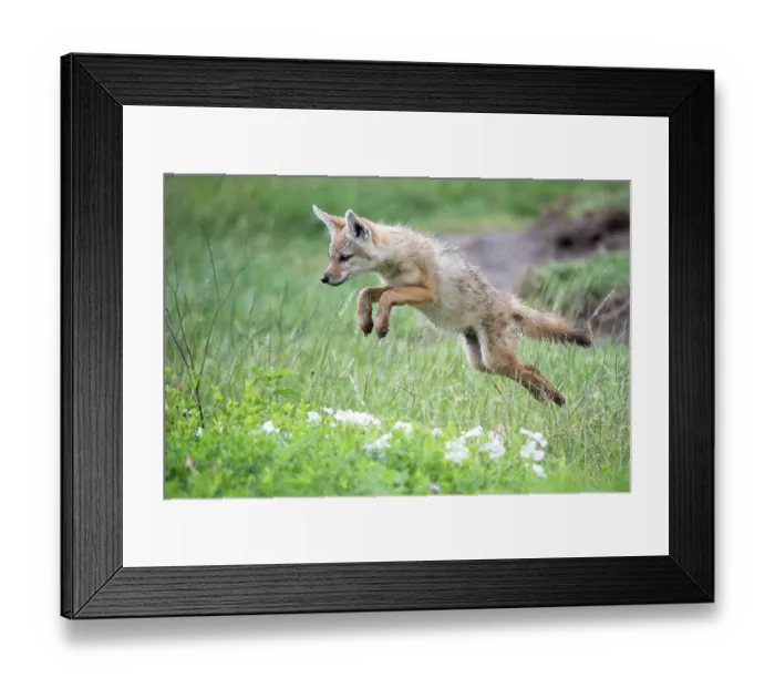 Framed Print : African wolf (Canis lupaster) pup, leaping, Ngorongoro Crater, Tanzania Framed Print : African wolf (Canis lupaster) pup, leaping, Ngorongoro Crater, Tanzania