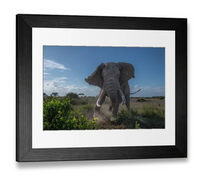 Framed Print : African elephant (Loxodonta africana) bull, charging, Amboseli National Park, Kenya. Endangered