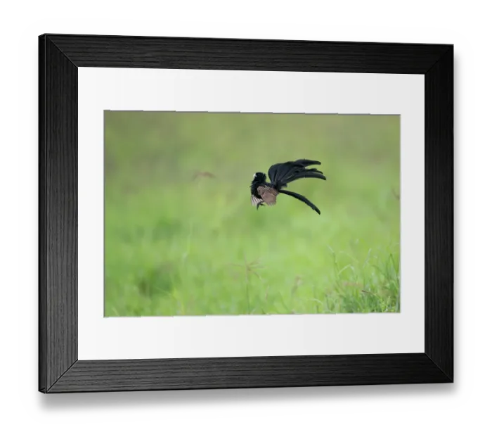 Framed Print : Jackson's widowbird (Euplectes jacksoni) male, displaying, Ngorongoro Crater, Tanzania Framed Print : Jackson's widowbird (Euplectes jacksoni) male, displaying, Ngorongoro Crater, Tanzania