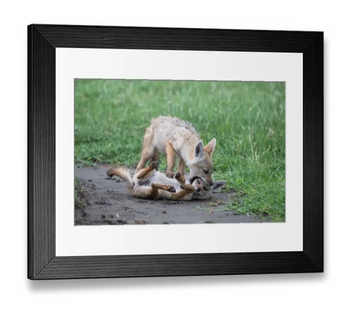 Framed Print : Two African wolf (Canis lupaster) pups playing, Ngorongoro Crater, Tanzania Framed Print : Two African wolf (Canis lupaster) pups playing, Ngorongoro Crater, Tanzania