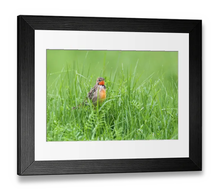 Framed Print : Rosy-throated longclaw (Macronyx ameliae) perched among long grass, Ngorongoro Crater, Tanzania Framed Print : Rosy-throated longclaw (Macronyx ameliae) perched among long grass, Ngorongoro Crater, Tanzania