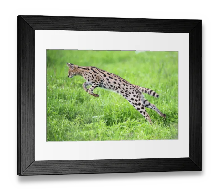 Framed Print : Serval (Leptailurus serval) pouncing on prey, Ngorongoro Crater, Tanzania Framed Print : Serval (Leptailurus serval) pouncing on prey, Ngorongoro Crater, Tanzania