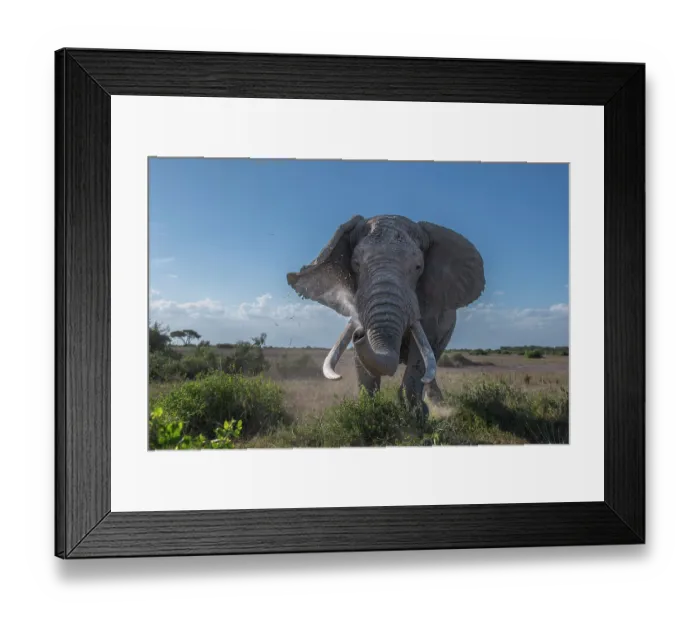 Framed Print : African elephant (Loxodonta africana) bull, charging, Amboseli National Park, Kenya. Endangered Framed Print : African elephant (Loxodonta africana) bull, charging, Amboseli National Park, Kenya. Endangered