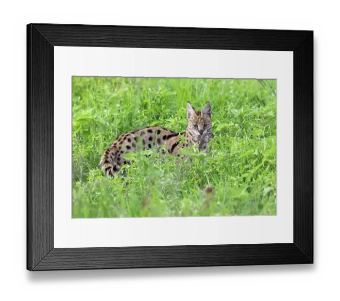 Framed Print : Serval (Leptailurus serval) with with freshly caught rodent prey in mouth, Ngorongoro Crater, Tanzania Framed Print : Serval (Leptailurus serval) with with freshly caught rodent prey in mouth, Ngorongoro Crater, Tanzania