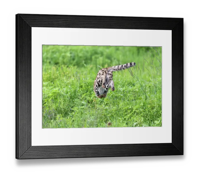 Framed Print : Serval (Leptailurus serval) leaping into vegetation, hunting prey, Ngorongoro Crater, Tanzania Framed Print : Serval (Leptailurus serval) leaping into vegetation, hunting prey, Ngorongoro Crater, Tanzania