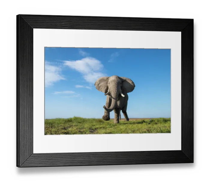 Framed Print : African elephant (Loxodonta africana) bull, running, Amboseli National Park, Kenya. Endangered