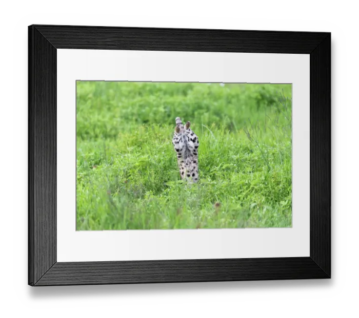 Framed Print : Serval (Leptailurus serval) leaping into vegetation, hunting prey, Ngorongoro Crater, Tanzania Framed Print : Serval (Leptailurus serval) leaping into vegetation, hunting prey, Ngorongoro Crater, Tanzania