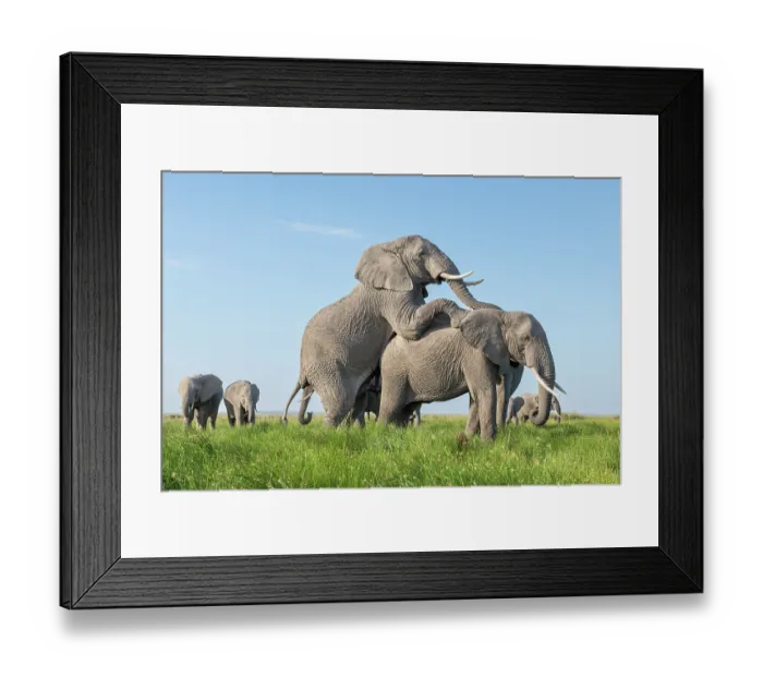 Framed Print : Two African elephant (Loxodonta africana) bulls imitating mating, while socialising, Amboseli National Park, Kenya. Endangered Framed Print : Two African elephant (Loxodonta africana) bulls imitating mating, while socialising, Amboseli National Park, Kenya. Endangered