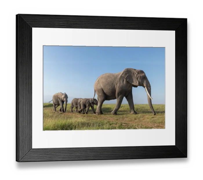 Framed Print : African elephant (Loxodonta africana) cow, with twin calves and subadult sibling, walking over grassland, Amboseli National Park, Kenya. Endangered Framed Print : African elephant (Loxodonta africana) cow, with twin calves and subadult sibling, walking over grassland, Amboseli National Park, Kenya. Endangered