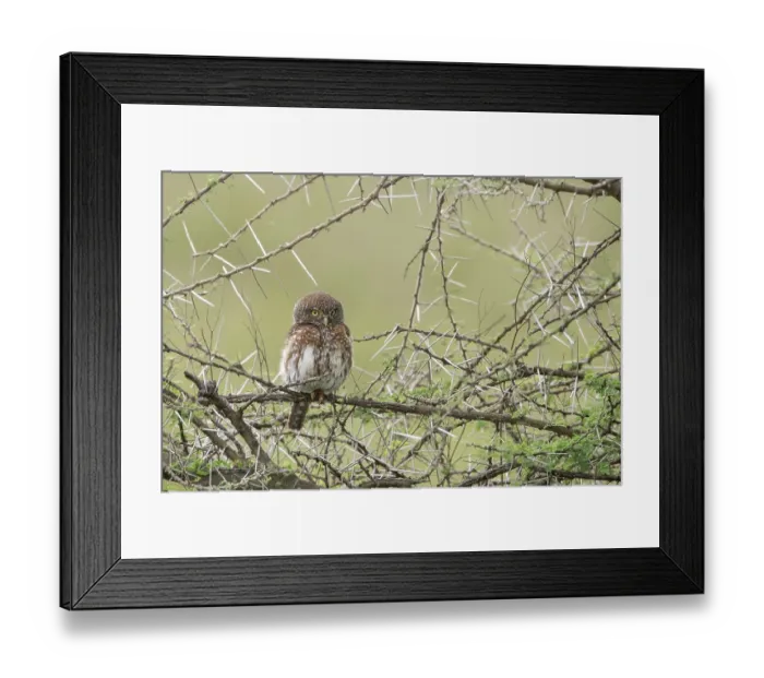 Framed Print : Pearl-spotted owlet (Glaucidium perlatum) perched on branch, Serengeti National Park, Tanzania Framed Print : Pearl-spotted owlet (Glaucidium perlatum) perched on branch, Serengeti National Park, Tanzania
