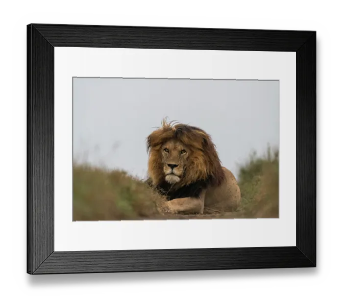 Framed Print : Lion (Panthera leo) male, resting on a game path, Serengeti National Park, Tanzania Framed Print : Lion (Panthera leo) male, resting on a game path, Serengeti National Park, Tanzania