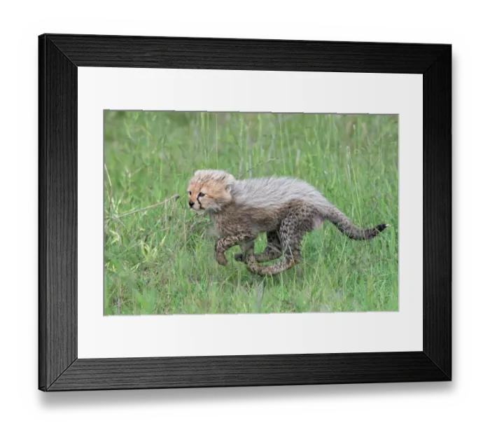 Framed Print : Cheetah (Acinonyx jubatus) cub running through grass, Serengeti National Park, Tanzania Framed Print : Cheetah (Acinonyx jubatus) cub running through grass, Serengeti National Park, Tanzania