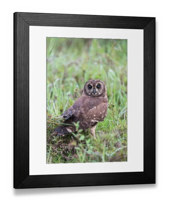 Framed Print : Marsh owl (Asio capensis) standing among vegetation, Serengeti National Park, Tanzania Framed Print : Marsh owl (Asio capensis) standing among vegetation, Serengeti National Park, Tanzania