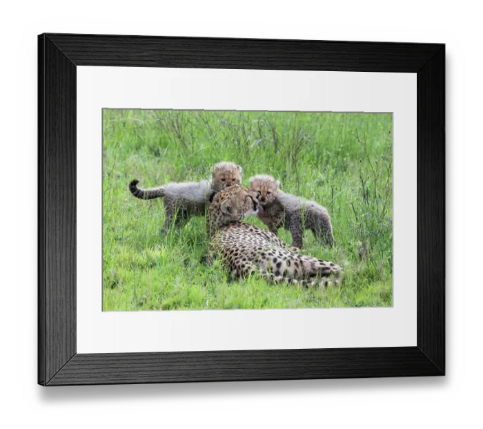 Framed Print : Cheetah (Acinonyx jubatus) female, resting in grass with two cubs, Serengeti National Park, Tanzania Framed Print : Cheetah (Acinonyx jubatus) female, resting in grass with two cubs, Serengeti National Park, Tanzania