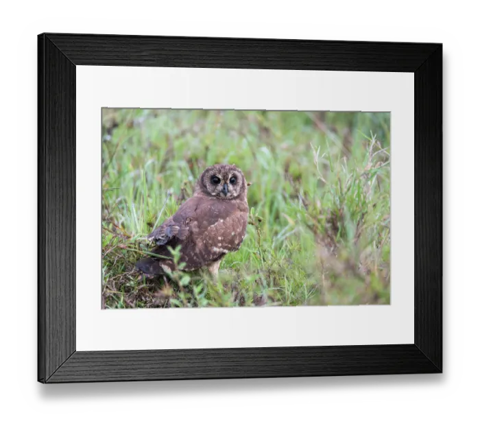 Framed Print : Marsh owl (Asio capensis) standing among vegetation, Serengeti National Park, Tanzania Framed Print : Marsh owl (Asio capensis) standing among vegetation, Serengeti National Park, Tanzania