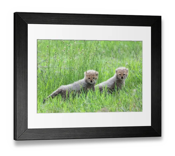 Framed Print : Two Cheetah (Acinonyx jubatus) cubs, looking for their mother, Serengeti National Park, Tanzania Framed Print : Two Cheetah (Acinonyx jubatus) cubs, looking for their mother, Serengeti National Park, Tanzania