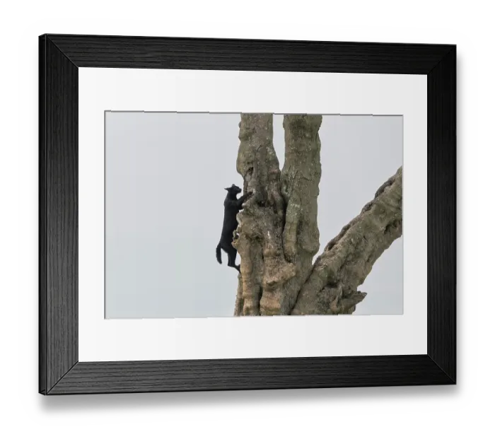 Framed Print : Serval (Leptailurus serval) melanistic, climbing tree, Serengeti National Park, Tanzania Framed Print : Serval (Leptailurus serval) melanistic, climbing tree, Serengeti National Park, Tanzania
