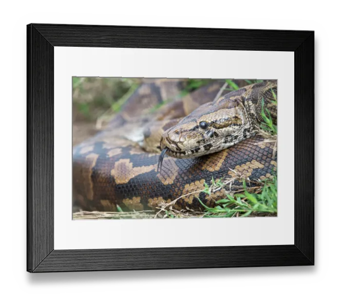 Framed Print : Central African rock python (Python sebae) coiled up resting, Serengeti National Park, Tanzania Framed Print : Central African rock python (Python sebae) coiled up resting, Serengeti National Park, Tanzania