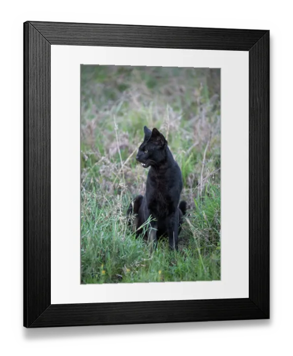 Framed Print : Serval (Leptailurus serval) melanistic, sitting in grass, Serengeti National Park, Tanzania Framed Print : Serval (Leptailurus serval) melanistic, sitting in grass, Serengeti National Park, Tanzania