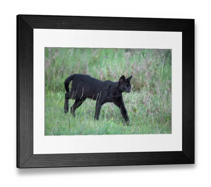 Framed Print : Serval (Leptailurus serval) melanistic, searching for prey, Serengeti National Park, Tanzania Framed Print : Serval (Leptailurus serval) melanistic, searching for prey, Serengeti National Park, Tanzania