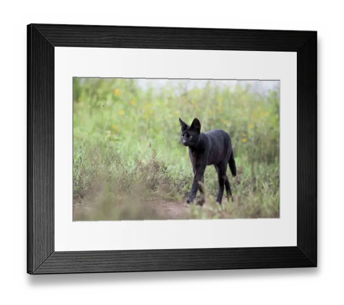 Framed Print : Serval (Leptailurus serval) melanistic, searching for prey, Serengeti National Park, Tanzania Framed Print : Serval (Leptailurus serval) melanistic, searching for prey, Serengeti National Park, Tanzania