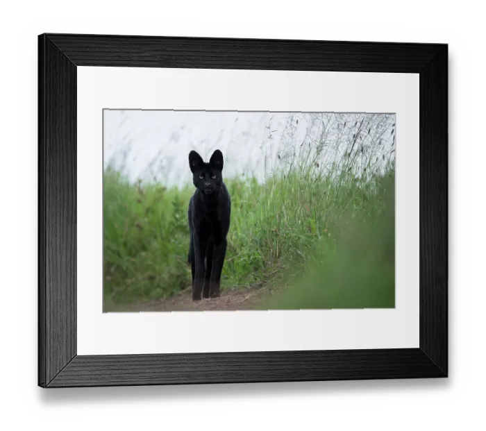 Framed Print : Serval (Leptailurus serval) melanistic, standing alert among long grass, Serengeti National Park, Tanzania