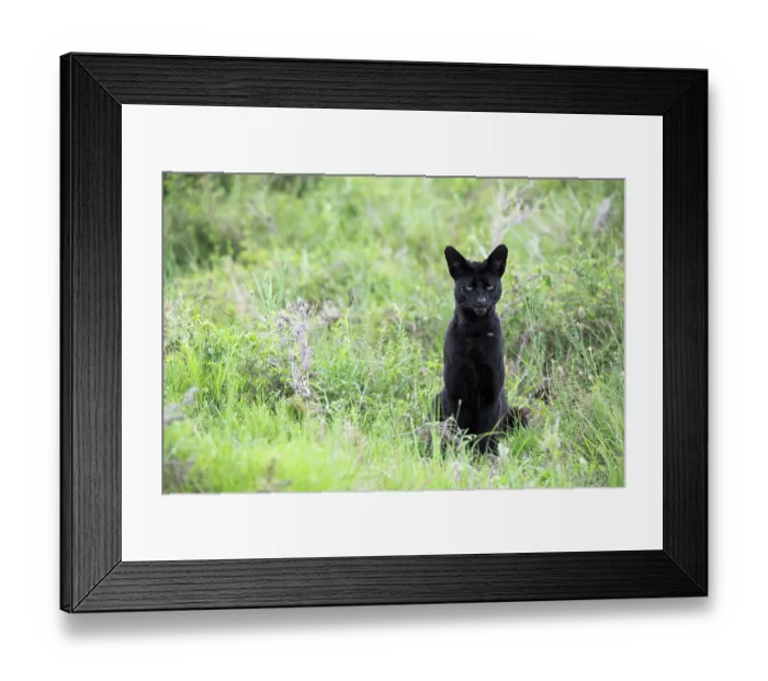 Framed Print : Serval (Leptailurus serval) melanistic, sitting in grass, Serengeti National Park, Tanzania Framed Print : Serval (Leptailurus serval) melanistic, sitting in grass, Serengeti National Park, Tanzania