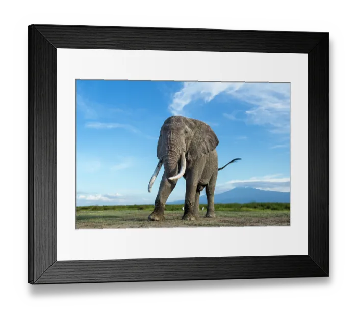 Framed Print : African elephant (Loxodonta africana) feeding on short grass, with Mount Kilimanjaro in the background, Amboseli National Park, Kenya. Endangered Framed Print : African elephant (Loxodonta africana) feeding on short grass, with Mount Kilimanjaro in the background, Amboseli National Park, Kenya. Endangered