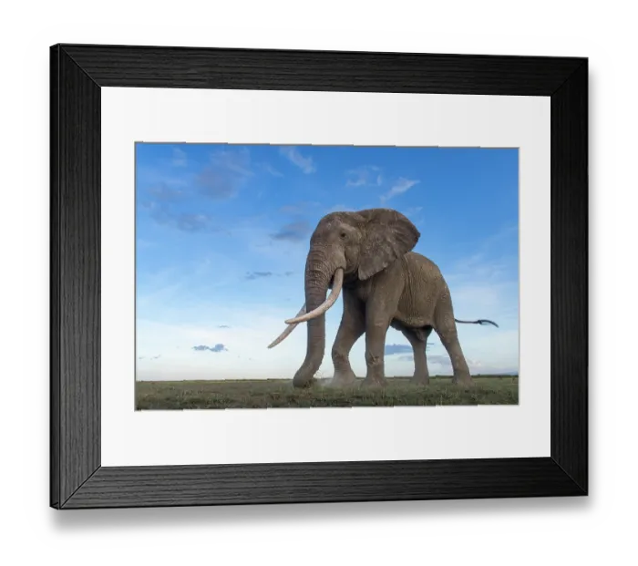 Framed Print : African elephant (Loxodonta africana) feeding on short grass, Amboseli National Park, Kenya. Endangered Framed Print : African elephant (Loxodonta africana) feeding on short grass, Amboseli National Park, Kenya. Endangered