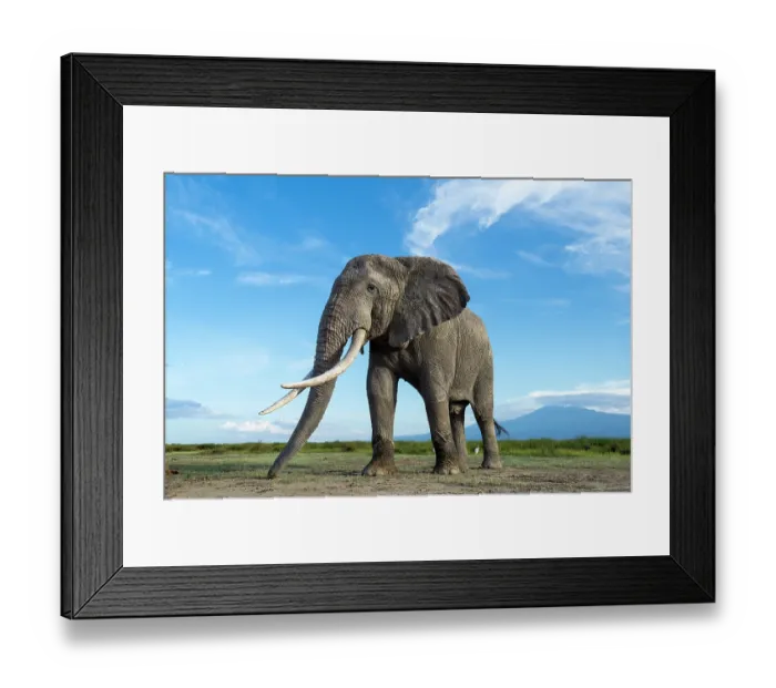 Framed Print : African elephant (Loxodonta africana) feeding on short grass, with Mount Kilimanjaro in the background, Amboseli National Park, Kenya. Endangered Framed Print : African elephant (Loxodonta africana) feeding on short grass, with Mount Kilimanjaro in the background, Amboseli National Park, Kenya. Endangered