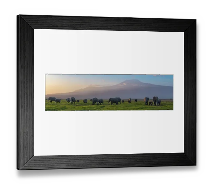 Framed Print : African elephants (Loxodonta africana) cow herd, feeding on short grass in early morning with Mount Kilimanjaro in the background, Amboseli National Park, Kenya. Endangered Framed Print : African elephants (Loxodonta africana) cow herd, feeding on short grass in early morning with Mount Kilimanjaro in the background, Amboseli National Park, Kenya. Endangered