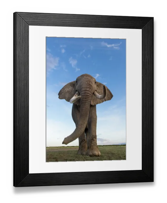 Framed Print : African elephant (Loxodonta africana) portrait, Amboseli National Park, Kenya. Endangered Framed Print : African elephant (Loxodonta africana) portrait, Amboseli National Park, Kenya. Endangered