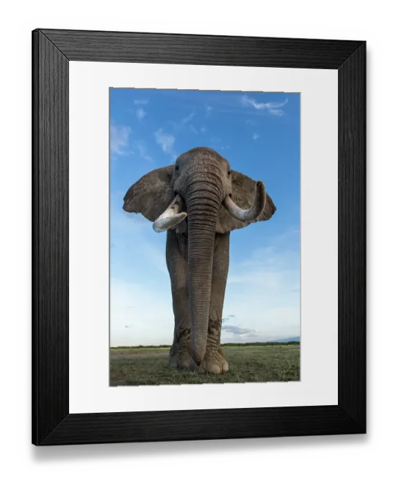 Framed Print : African elephant (Loxodonta africana) portrait, Amboseli National Park, Kenya. Endangered Framed Print : African elephant (Loxodonta africana) portrait, Amboseli National Park, Kenya. Endangered