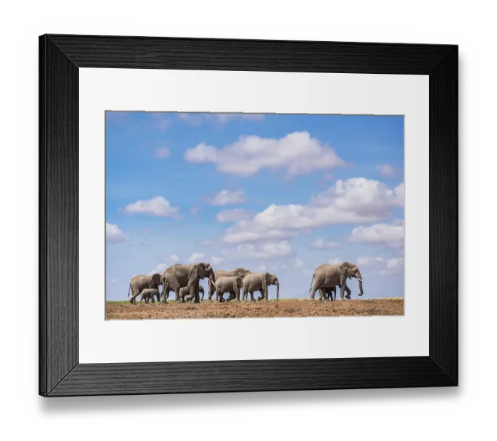 Framed Print : African elephant (Loxodonta africana) herd walking across savanna under cloudy sky, Amboseli National Park, Kenya. Endangered Framed Print : African elephant (Loxodonta africana) herd walking across savanna under cloudy sky, Amboseli National Park, Kenya. Endangered