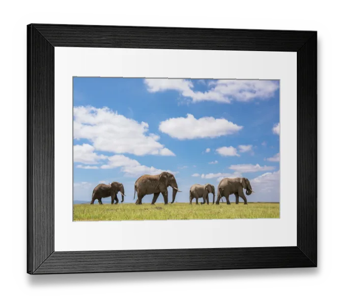 Framed Print : African elephant (Loxodonta africana) herd walking across savanna under cloudy sky, Amboseli National Park, Kenya. Endangered Framed Print : African elephant (Loxodonta africana) herd walking across savanna under cloudy sky, Amboseli National Park, Kenya. Endangered