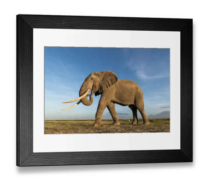 Framed Print : African elephant (Loxodonta africana) feeding on short grass with Mount Kilimanjaro in the background, Amboseli National Park, Kenya. Endangered Framed Print : African elephant (Loxodonta africana) feeding on short grass with Mount Kilimanjaro in the background, Amboseli National Park, Kenya. Endangered