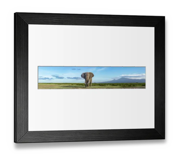 Framed Print : African elephant (Loxodonta africana) feeding on short grass, with Mount Kilimanjaro in the background, Amboseli National Park, Kenya. Endangered Framed Print : African elephant (Loxodonta africana) feeding on short grass, with Mount Kilimanjaro in the background, Amboseli National Park, Kenya. Endangered