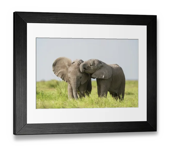 Framed Print : Two African elephant (Loxodonta africana) calves playing, Amboseli National Park, Kenya. Endangered Framed Print : Two African elephant (Loxodonta africana) calves playing, Amboseli National Park, Kenya. Endangered
