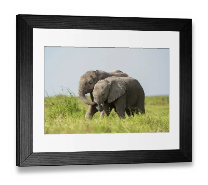 Framed Print : Two African elephant (Loxodonta africana) calves playing, Amboseli National Park, Kenya. Endangered Framed Print : Two African elephant (Loxodonta africana) calves playing, Amboseli National Park, Kenya. Endangered