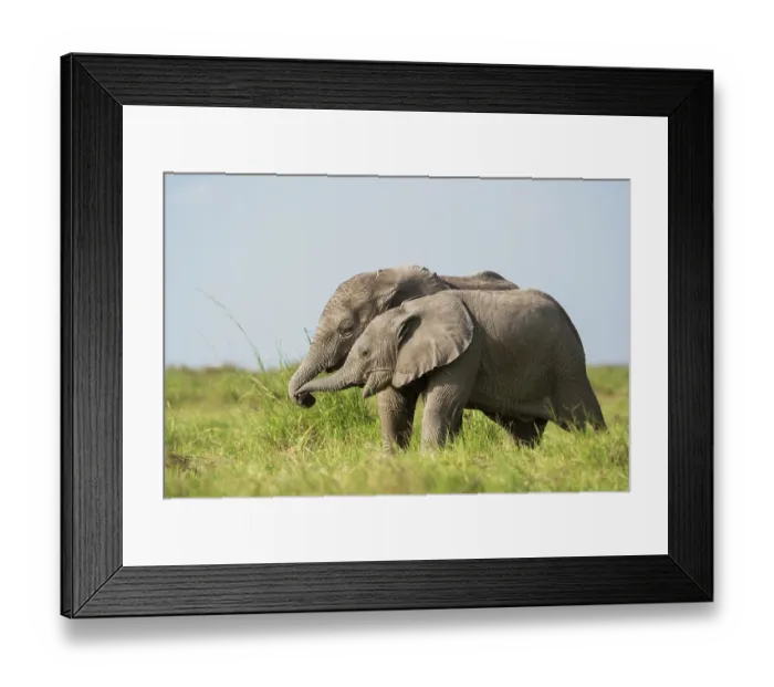 Framed Print : Two African elephant (Loxodonta africana) calves playing, Amboseli National Park, Kenya. Endangered Framed Print : Two African elephant (Loxodonta africana) calves playing, Amboseli National Park, Kenya. Endangered