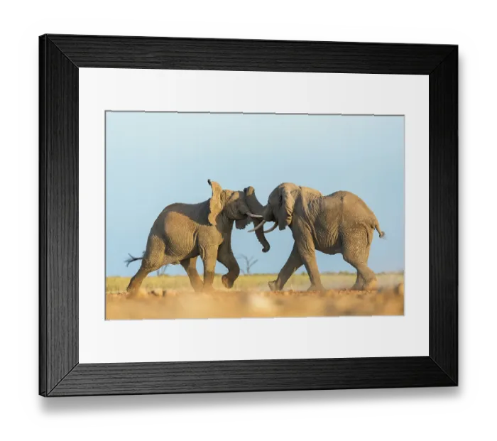 Framed Print : Two African elephants (Loxodonta africana) juvenile bulls, testing their strength against each other, playfighting, Amboseli National Park, Kenya. Endangered Framed Print : Two African elephants (Loxodonta africana) juvenile bulls, testing their strength against each other, playfighting, Amboseli National Park, Kenya. Endangered