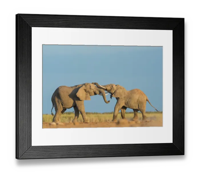 Framed Print : Two African elephants (Loxodonta africana) juvenile bulls, testing their strength against each other, playfighting, Amboseli National Park, Kenya. Endangered